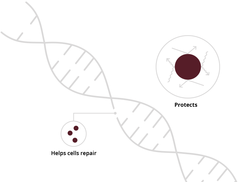 Life-Strip illustration of telomeres
